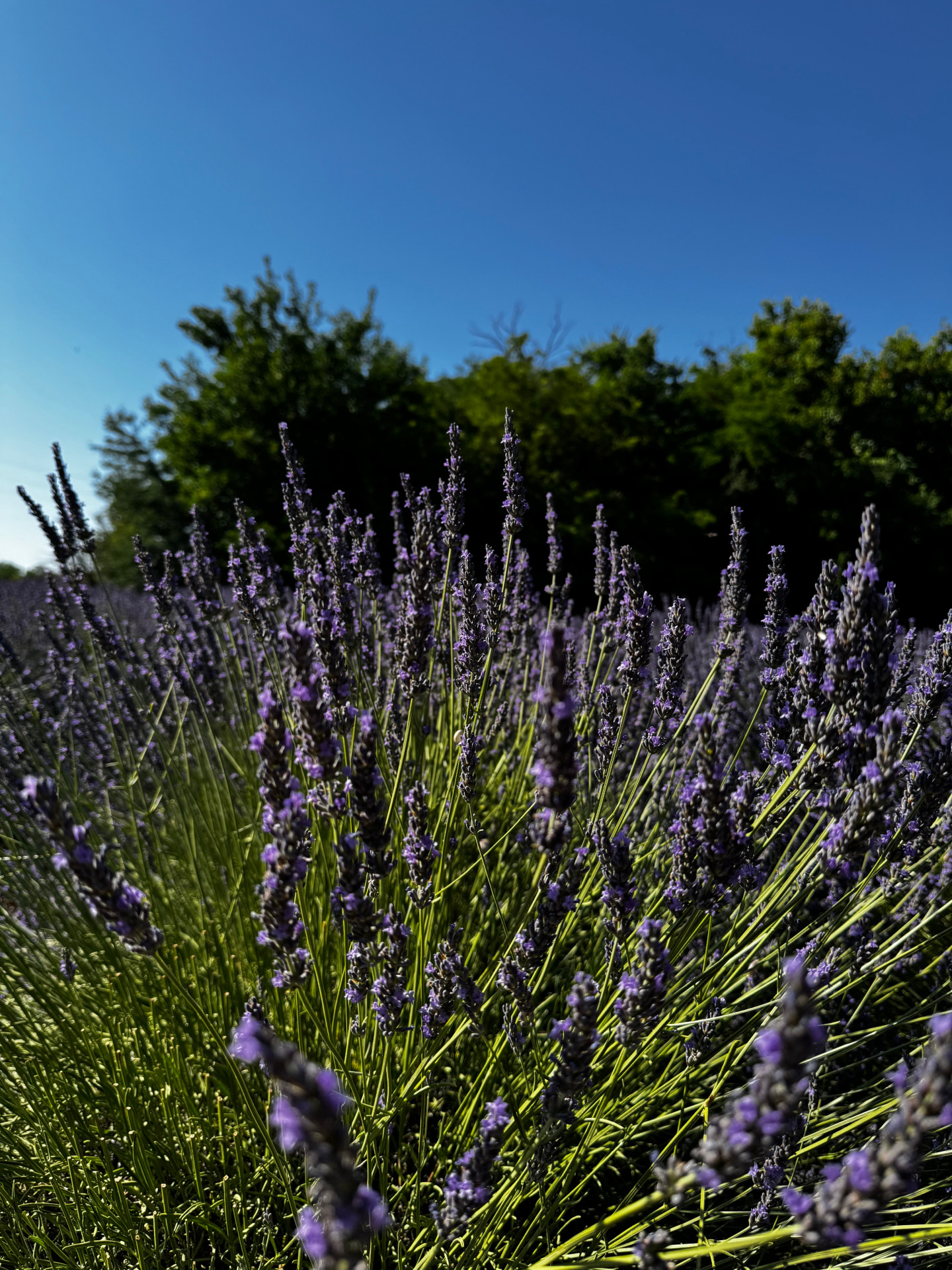 lavanda bt