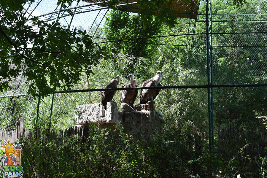 zoo palic galerija 16