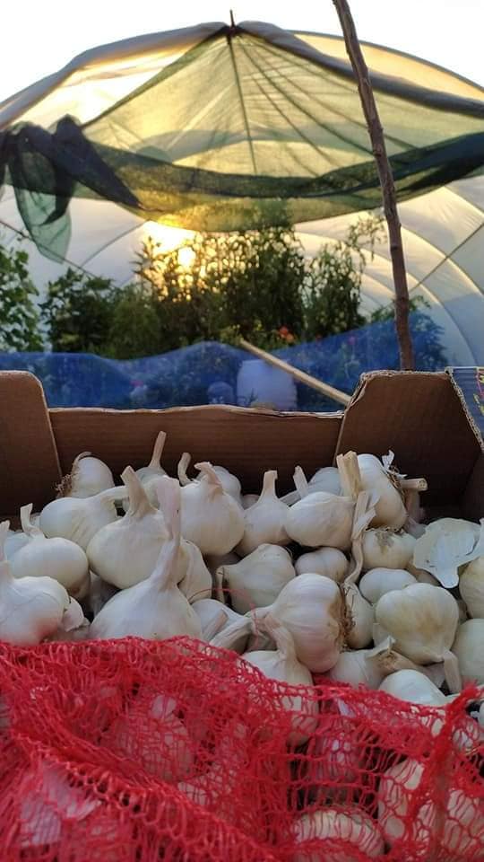 Beli luk foto FB Mali proizvodjaci domace hrane