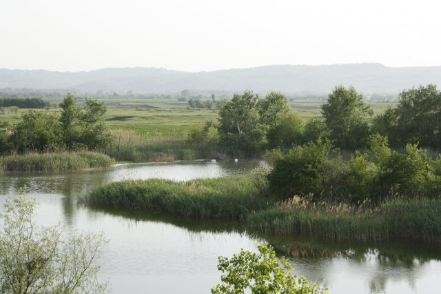 Ponjavica