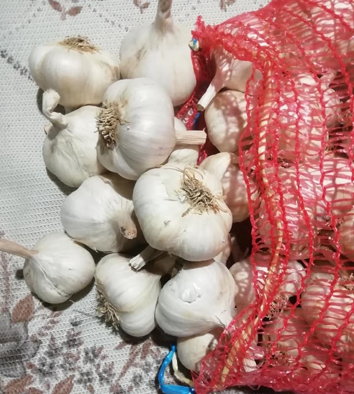 beli luk porodice magdu foto FB 1