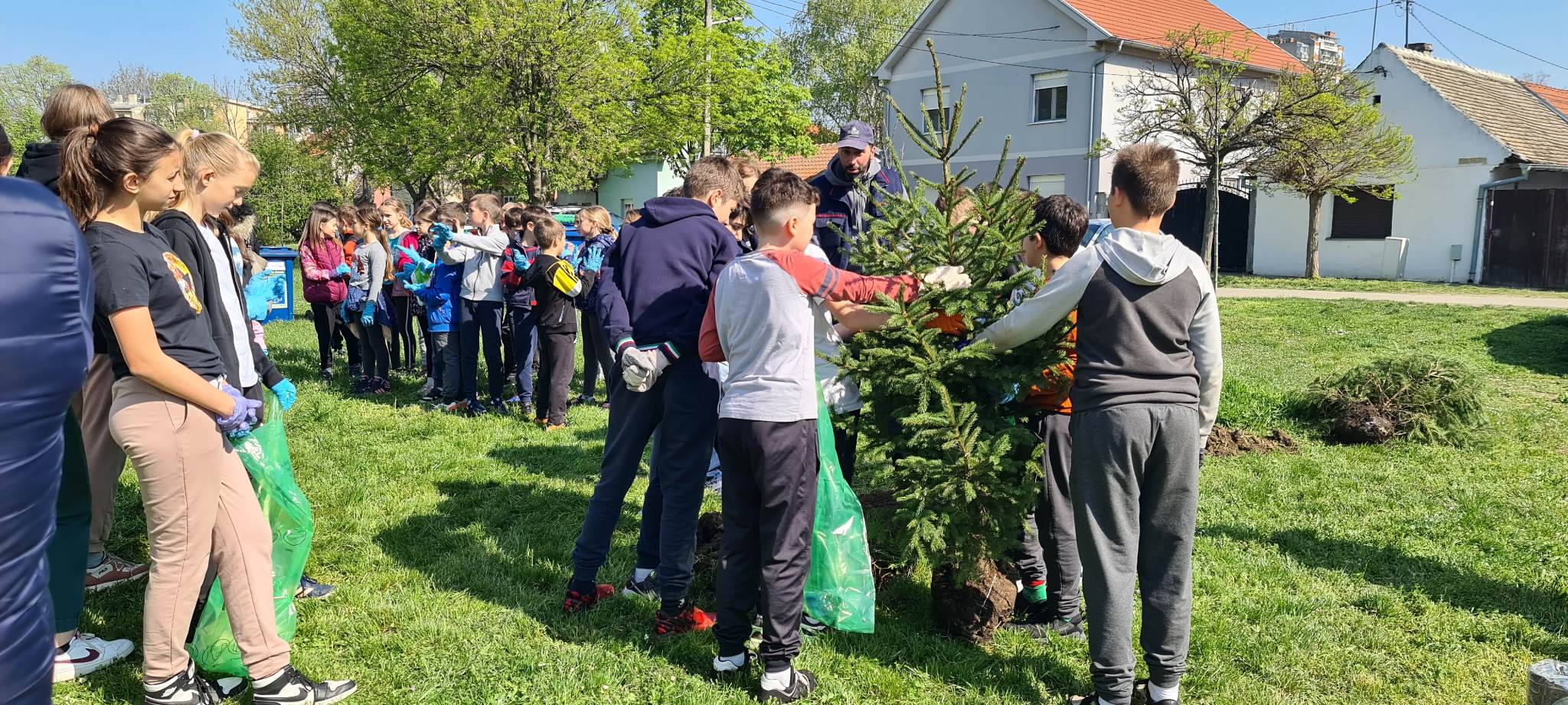 Sadnja drveta na poljani