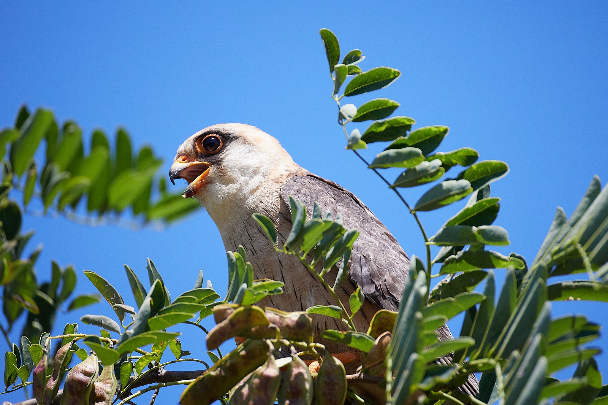 Sive vetruške foto Milivoj Vasiljević 2