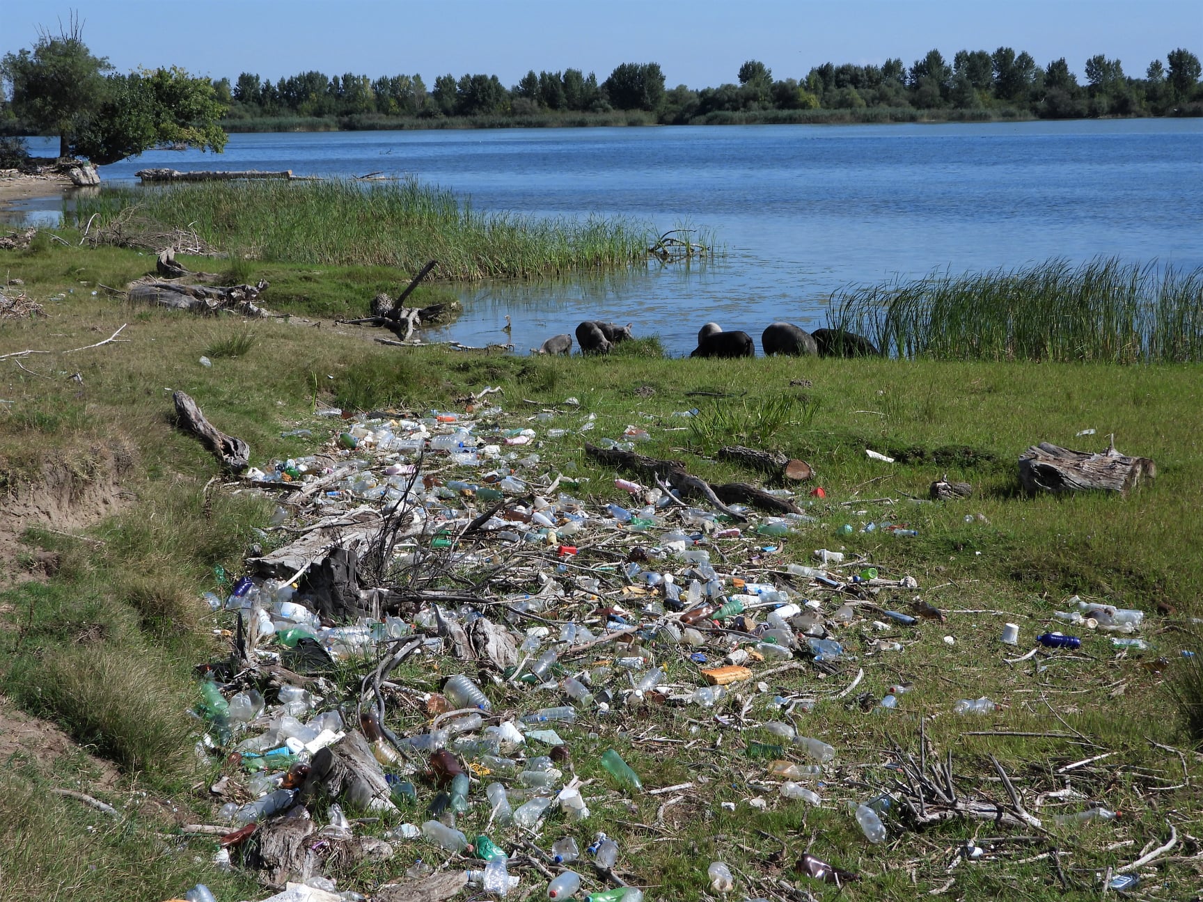 1 kraljevac obala smece