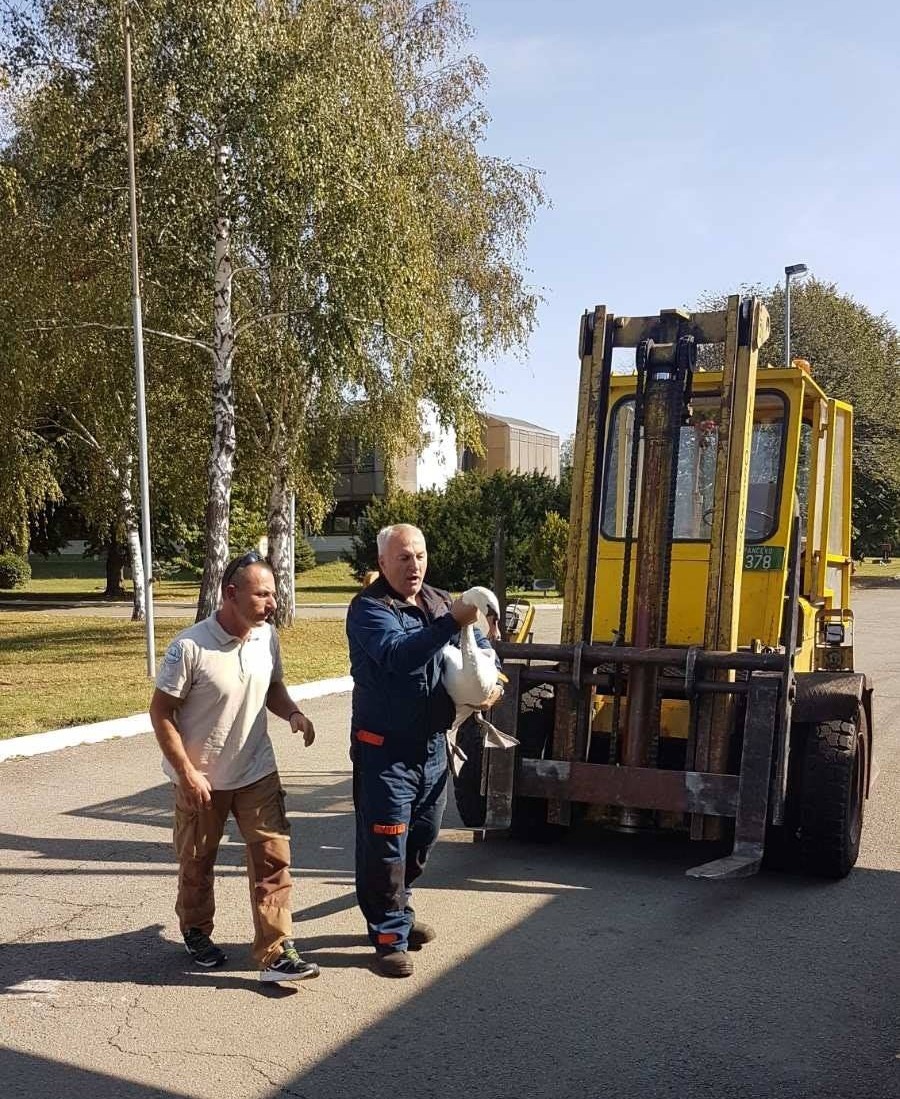 Labud u fabrici Utva 1