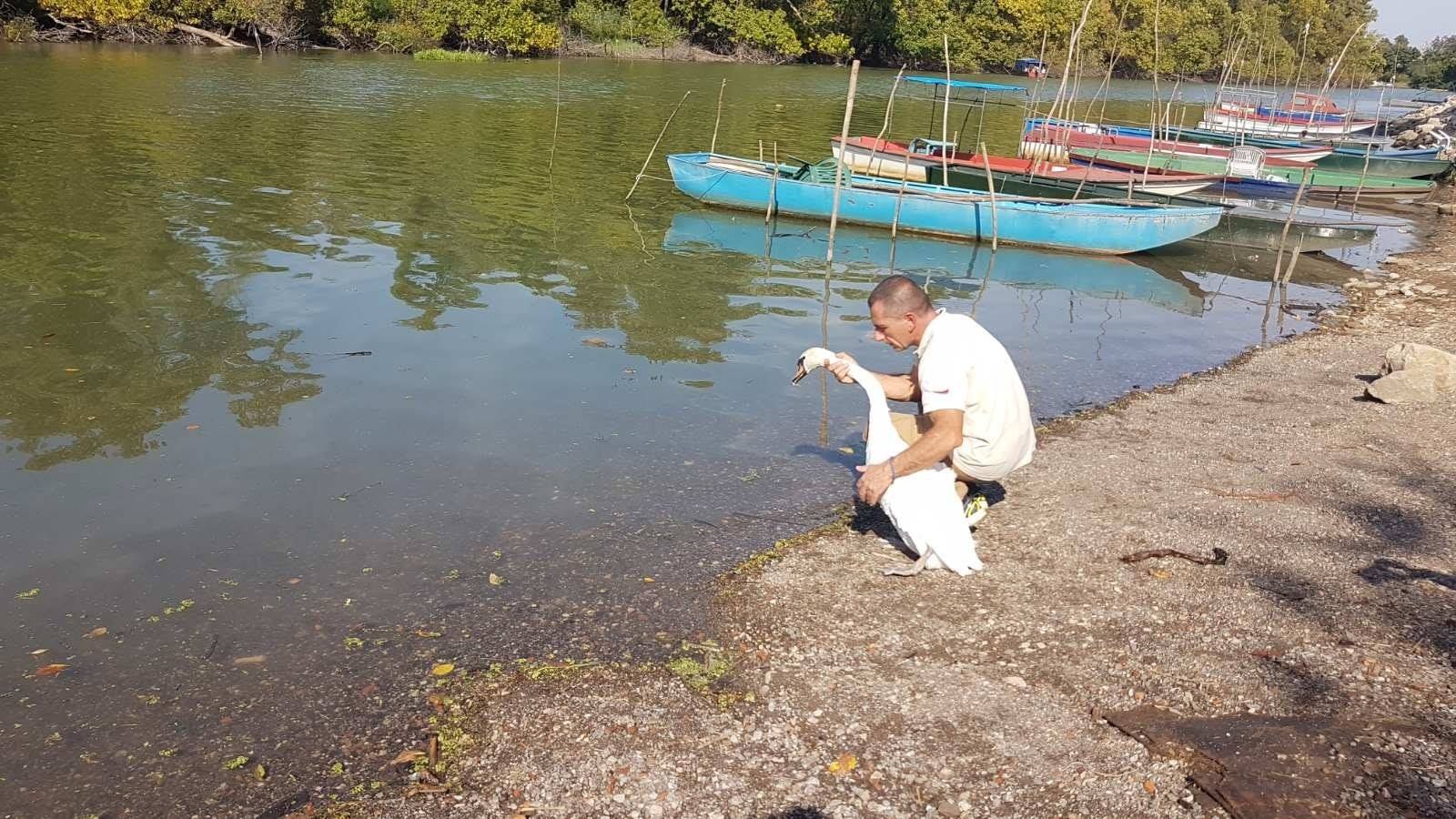 labud na obali tamisa