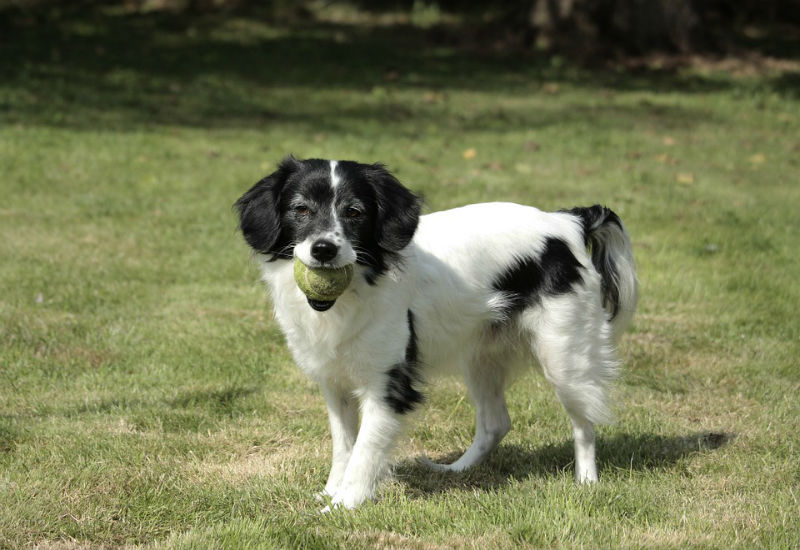 play with dog