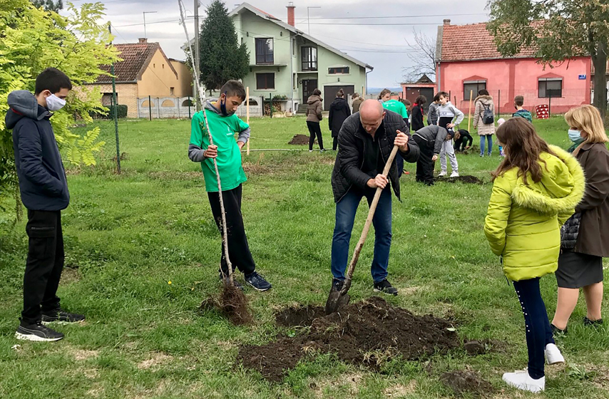 Starcevo sadnja bresta u novembru