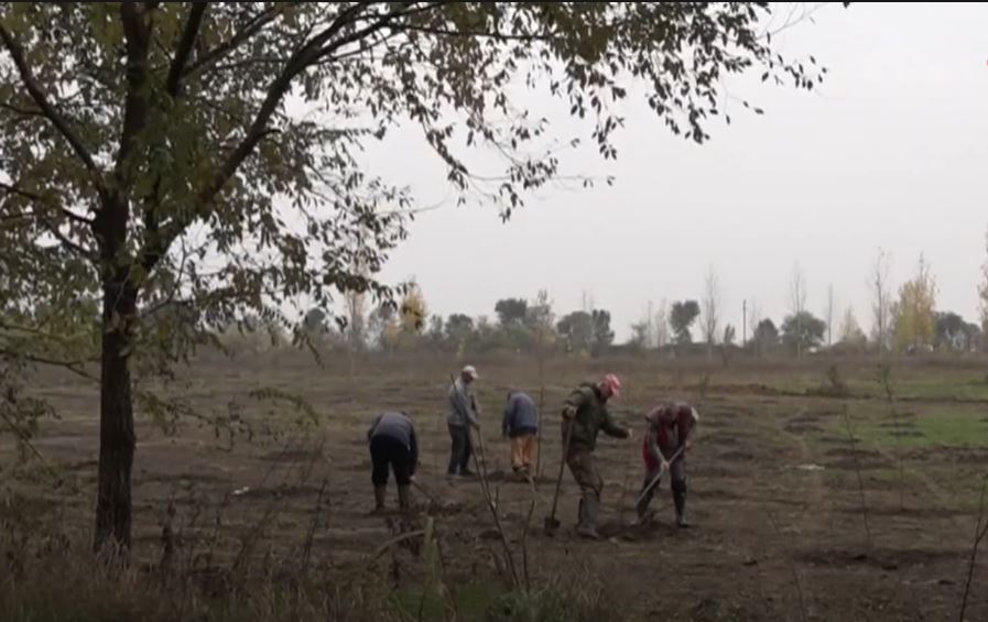 kacarevo sadnja drveca