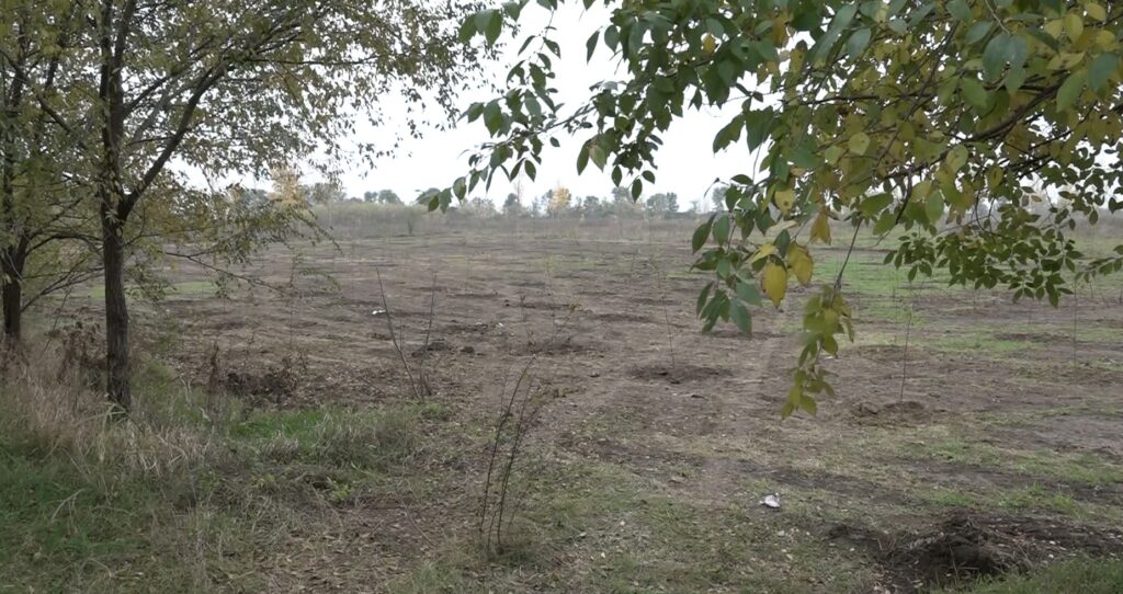 sadnja drveća na ulazu u Kačarevo