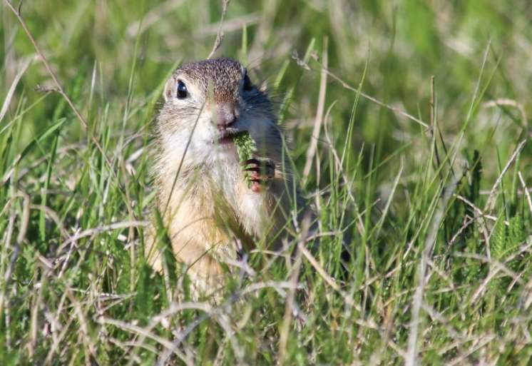 Tekunica snimljena u rezervatu prirode Kraljevac