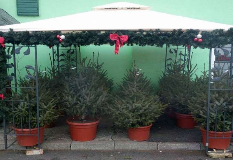 Jelku s busenom možete kupiti do 31. decembra