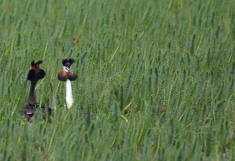 Borak ugrožena barska biljka u Sakulama