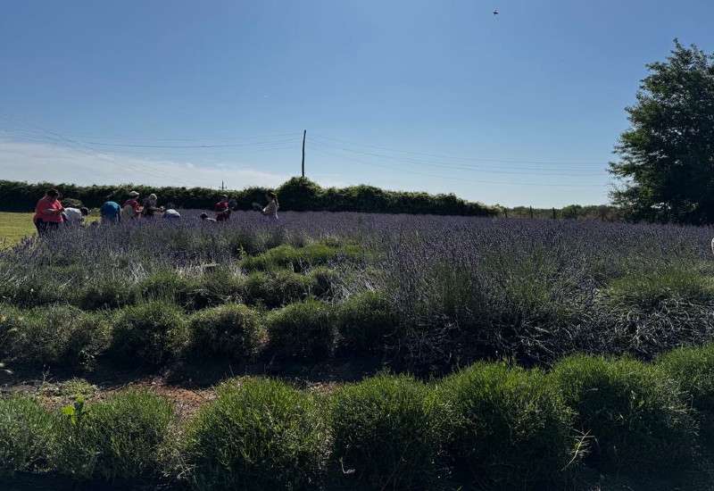 U Bačkoj Topoli zavr&scaron;ena je sezona berbe lavande, koja je i ove godine bila u fokusu manifestacije "Ljubičasti jun"