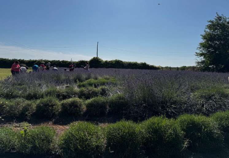 U Bačkoj Topoli zavr&scaron;ena je sezona berbe lavande, koja je i ove godine bila u fokusu manifestacije "Ljubičasti jun"