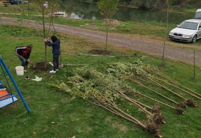 Sadnja bresta u priobalju u Jabuci