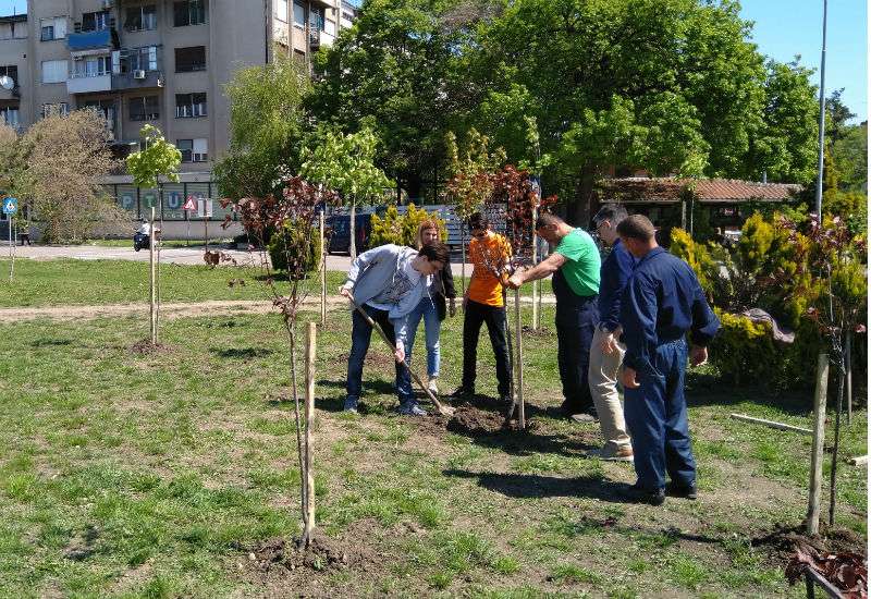 Sadnja drveća na tami&scaron;kom keju u Pančevu