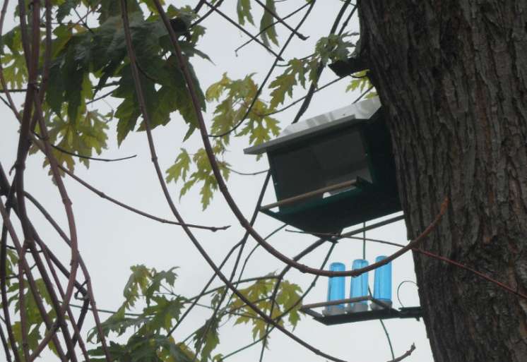 Hranilice i pojilice za ptice i ove jeseni biće postavljene po parkovima i školskim dvorištima
