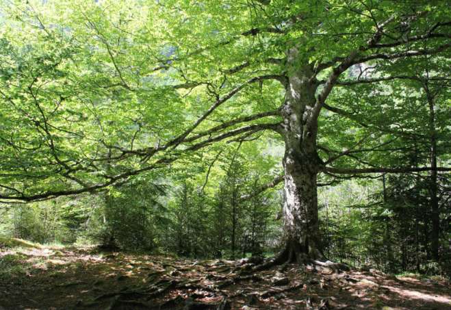 Uništavanjem šuma nastaju ekološke promene sa štetnim posledicama, među kojima su prvenstveno promene zemljišta i klime, a s tim u vezi i nestanak mnogih biljnih i životinjskih vrsta