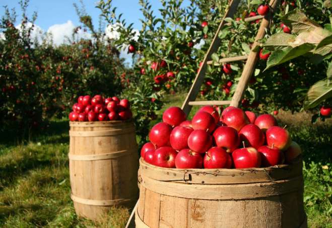  Srbija ima mnogo potencijala za organsku poljoprivredu koja je jedan od najbrže rastućih sektora