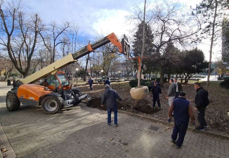 U parku se sadi odraslo veliko drveće uz pomoć ljudi i mehanizacije