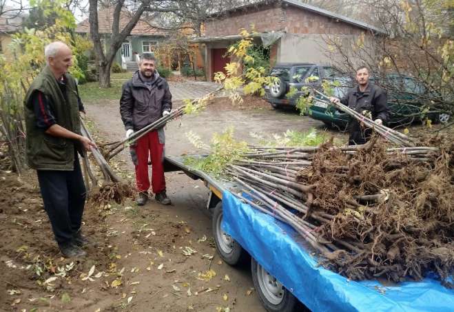 Prvog vikenda biće sađeno drvo evodije