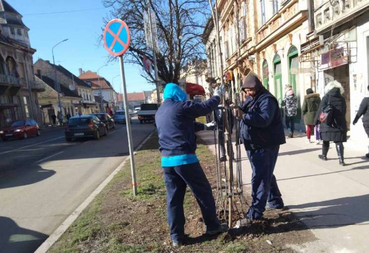Sadnja drveća u centru Pančeva