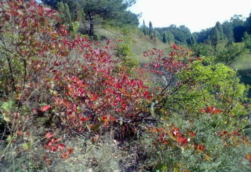 Planinarska akcija &ldquo;U bojama ruja&rdquo;