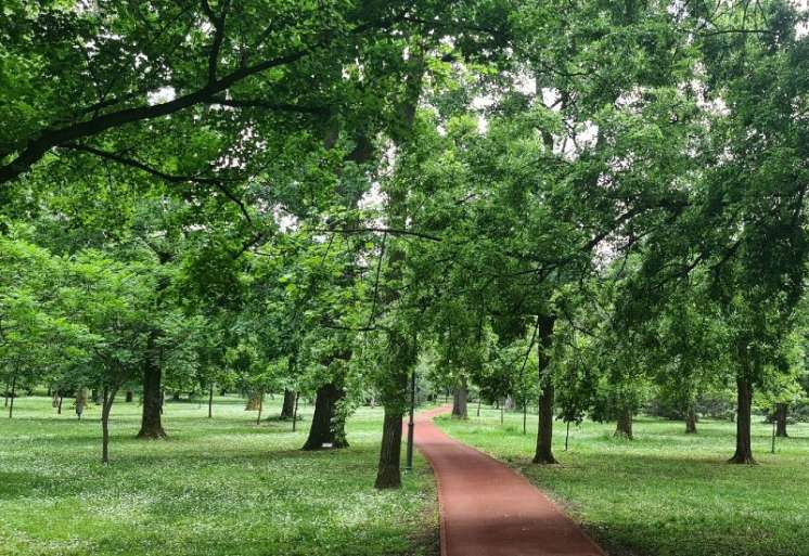 U Zavodu za javno zdravlje Pančevo prati se polen 24 alergogene biljne vrste značajne za na&scaron;e područje u tri sezone cvetanja