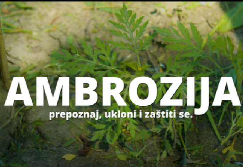 Ovaj film donosi vam priču o efikasnijoj kontroli ambrozije kako bismo za&scaron;titili zdravlje građana Pančeva