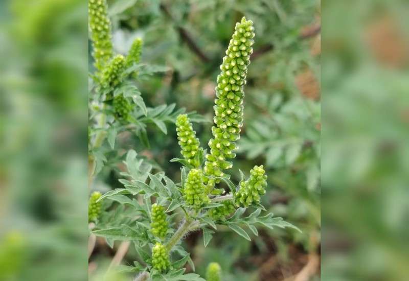 Ambrozija je invazivna i izrazito alergena biljka koja svake godine izaziva ozbiljne zdravstvene tegobe i znatno naru&scaron;ava kvalitet života