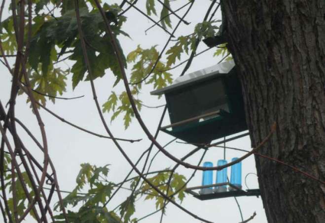 Pokret gorana i centar volontera Pančevo i ove godine nastaviće s akcijom postavljanja hranilica i pojilica za ptice
