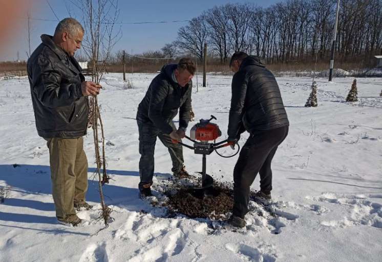Na obali Tami&scaron;a u Jabuci danas je zasađeno 60 sadnica sibirskog bresta
