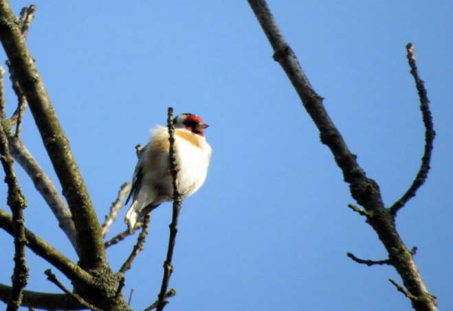 Češljugar je strogo zaštićena vrsta ptice 