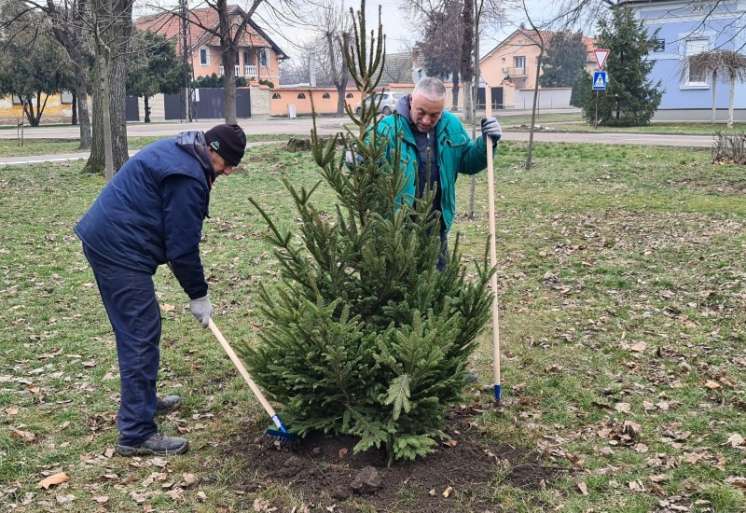 Radnici "Zelenila" pomogli su pri sadnji osvojenih jelki