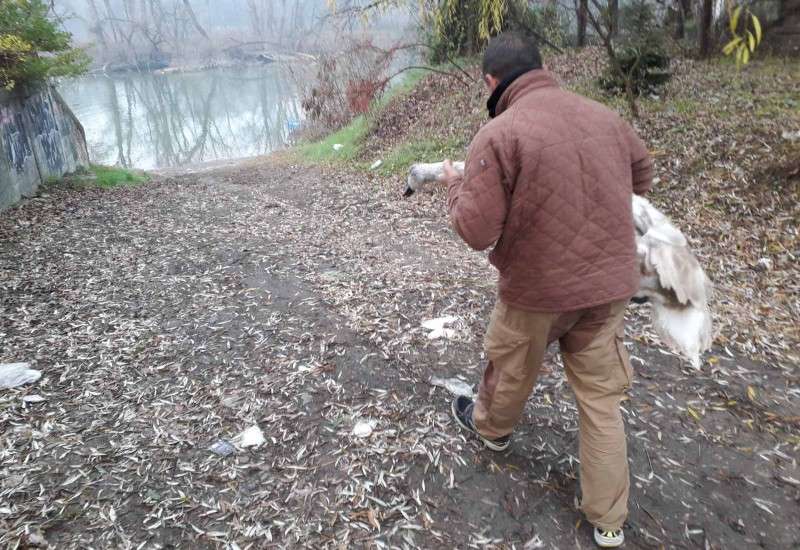 Mladi zalutali labud vraćen je ovog jutra na obale Tami&scaron;a