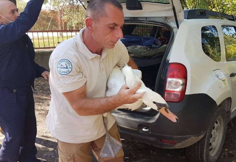 Labud grbac pomislio je od asfalta da je vodena povr&scaron;ina